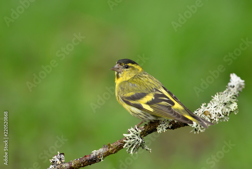 Tableau sur toile Close up of Eurasian siskin perching on a branch