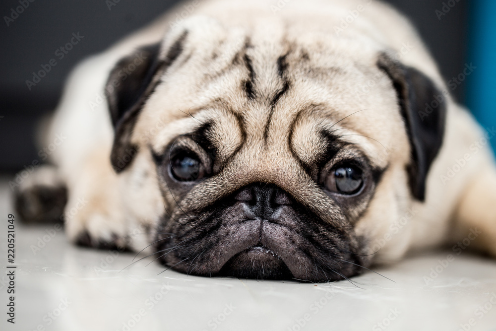 Obraz premium cute dog pug breed have a question and making funny face feeling so happiness and fun,Selective focus