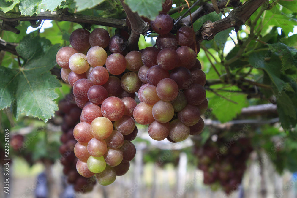 Vietnamese grape in farm