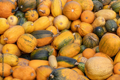 a lot of mini pumpkin at outdoor farmers market