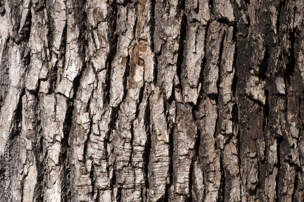 Sydney Australia, closeup of textured tree bark Sydney Australia, closeup of textured tree bark