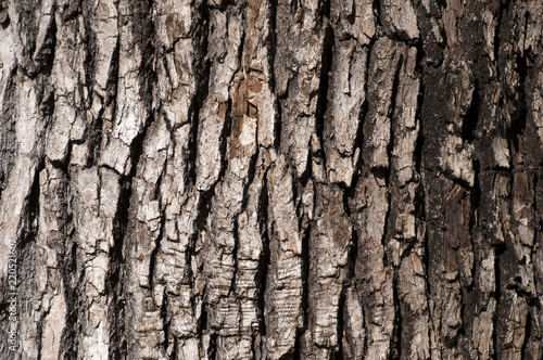 Photography Sydney Australia, closeup of textured tree bark