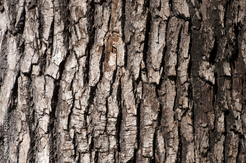 Sydney Australia, closeup of textured tree bark