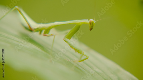 closeup view of green mantis in nature