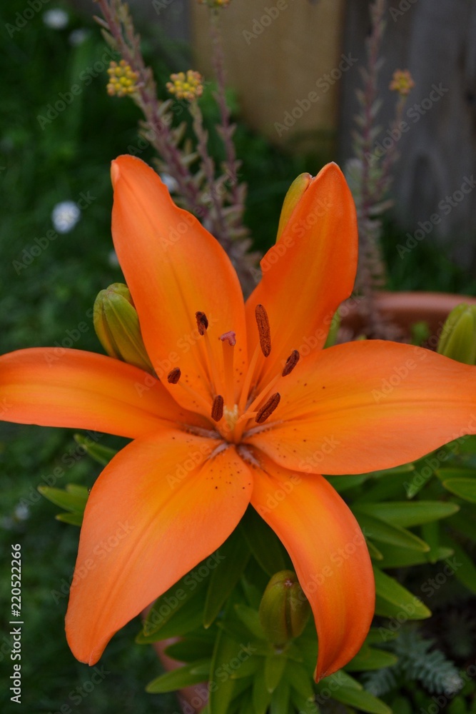 Nahaufnahme einer orangen Lilienblüte Nahaufnahme einer orangen Lilienblüte