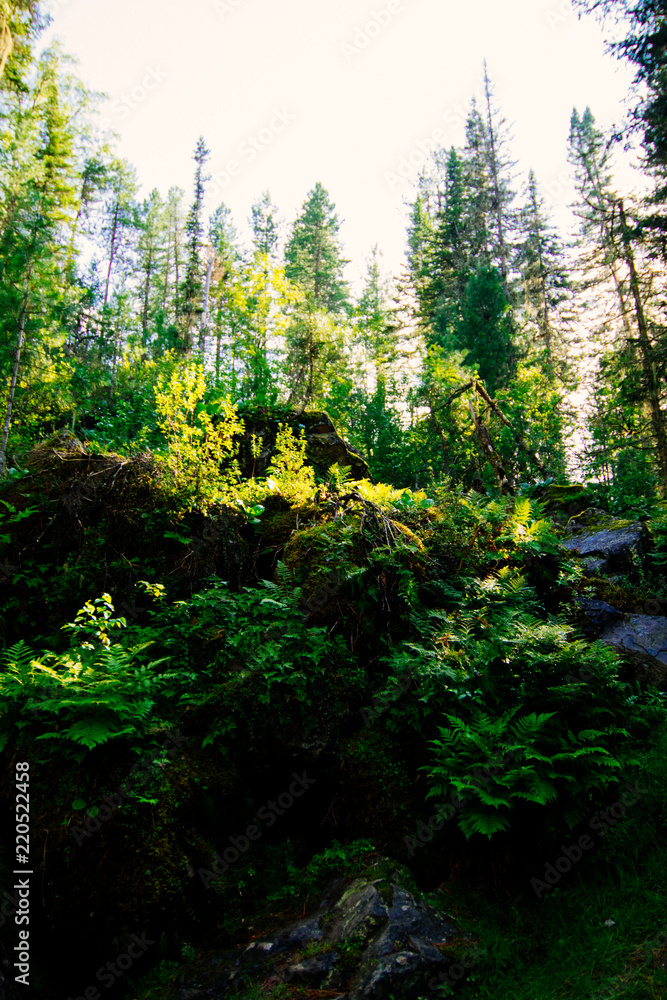 Obraz premium forest