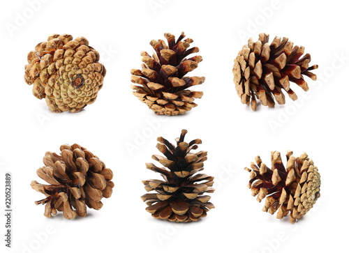 collection cones of coniferous trees isolated on white