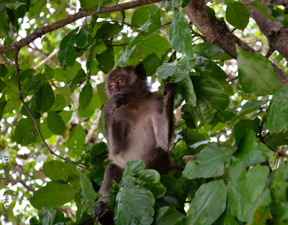 A gray monkey, perched in a thick crown of a tropical tree, is eating something and holding its paw by the branch. A gray monkey, perched in a thick crown of a tropical tree, is eating something and holding its paw by the branch.