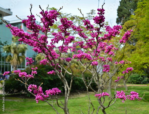 A purple tree of cercis canadensis (Judas tree) with blooming pink flowers against a background of green lawn and buildings of urban infrastructure