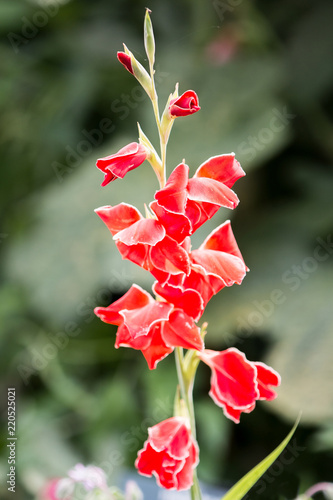 Fototapeta Naklejka Na Ścianę i Meble -  Gladiole (Gladiolus, Schwertblume)