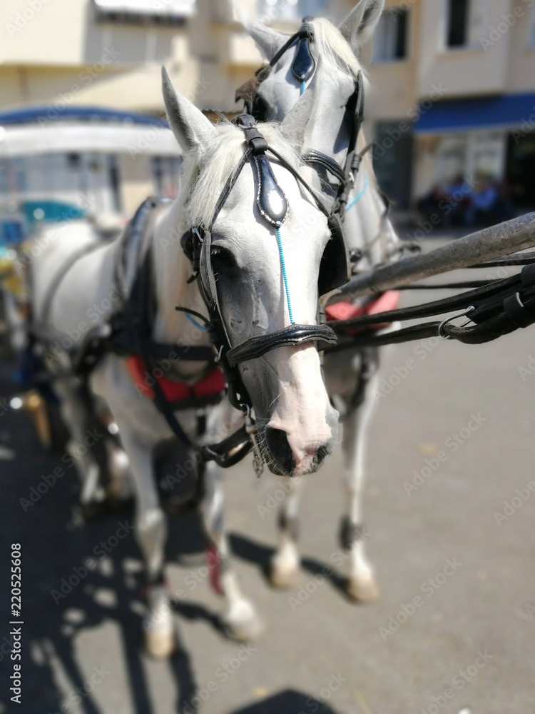 Portrait of a white horse in a harness. Turkey Portrait of a white horse in a harness. Turkey