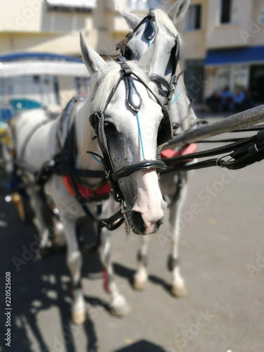 Portrait of a white horse in a harness. Turkey
