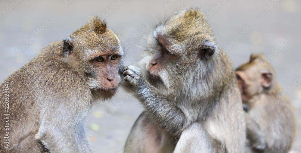 Money removing fleas from an other monkey