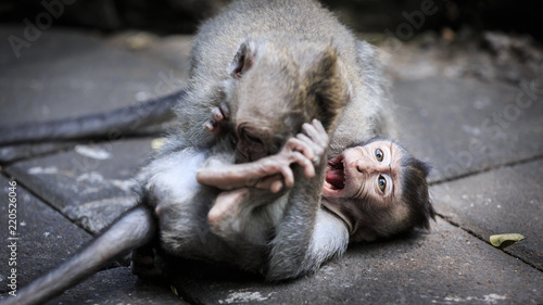 Two younf monkeys playing on the ground photo