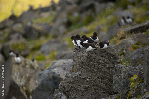 Little auk in southern Spitsbergen.