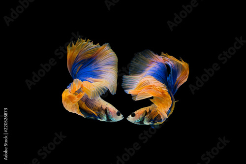 The moving moment beautiful of siamese betta fighting fish in thailand on black background for love on Valentine’s day.