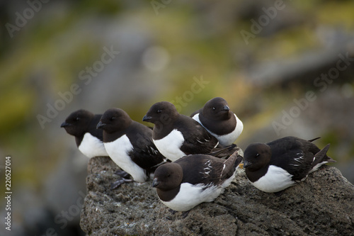 Little auk in southern Spitsbergen.