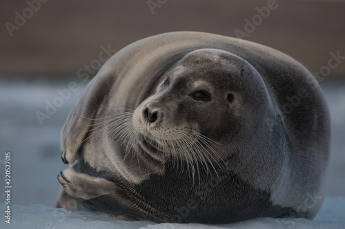 Harp seal on grauler.