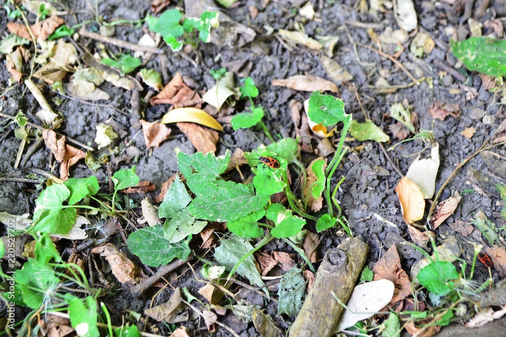 Fototapeta premium nature, green, leaf, plant, leaves, autumn, grass, forest, tree, spring, ground, fall, agriculture, brown, season, garden, seedling, growth, dry, young, grow, foliage, natural, yellow, sprout