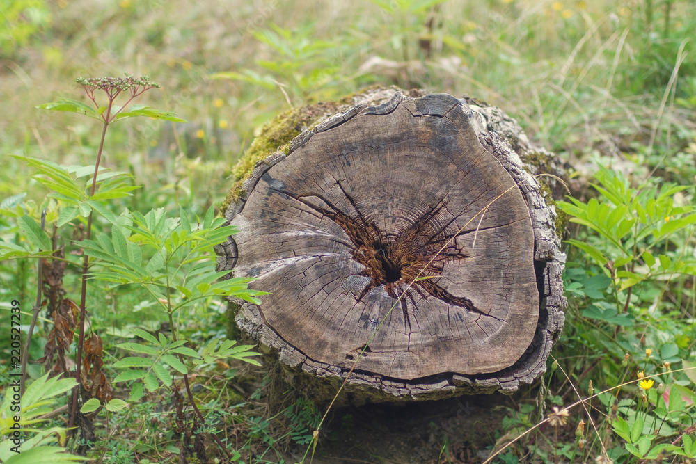 Wood stub Wood stub