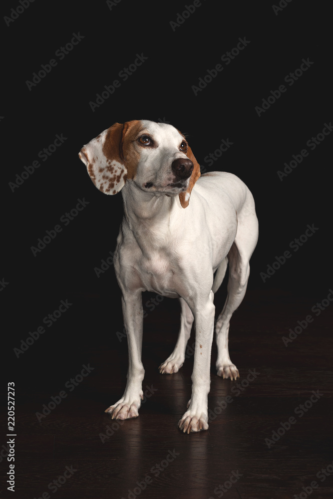 Fototapeta premium Istrian shorthaired hound isolated on black backround