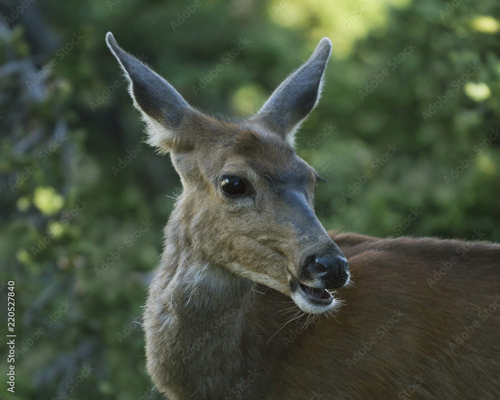 Fototapeta premium Blacktail Doe in the Olympic Wilderness, Olympic National Park, Washington