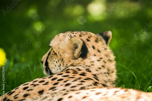 Resting Cheetah on the grass photo