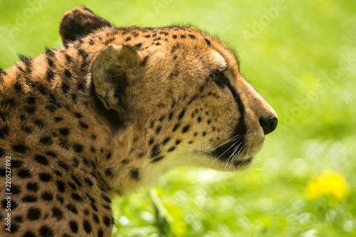 Resting Cheetah on the grass photo