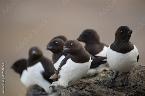 Little auk in southern Spitsbergen.