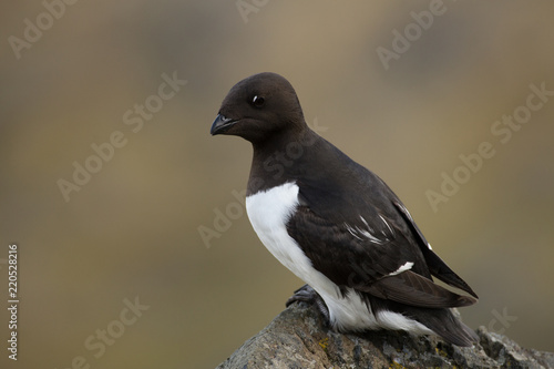 Little auk in southern Spitsbergen.