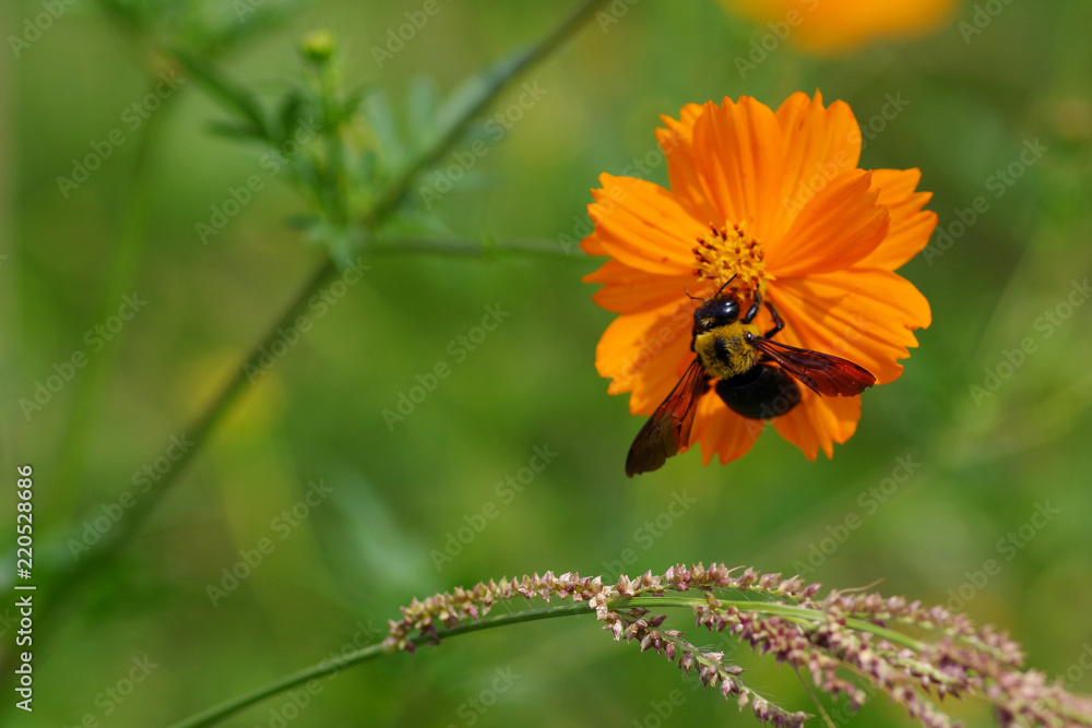 キバナコスモスの花に集る熊蜂 Stock Photo | Adobe Stock