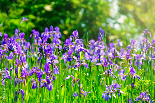 Beautiful violet-blue flowers of wild iris on green background of meadow grasses.