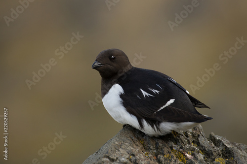 Obraz na plátně Little auk in southern Spitsbergen.