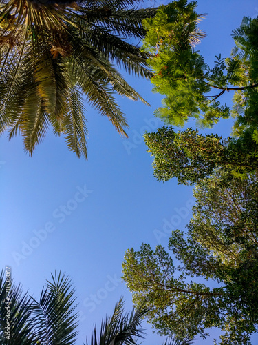 Low angle shot viewing beautiful trees with the blue sky