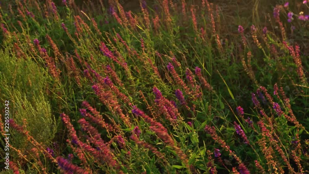 Sage or salvia grass moving on wind Sage or salvia grass moving on wind