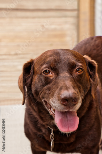 Chocolate Labrador Retriever dog with ears back and tongue out, standing on wooden deck during summer.