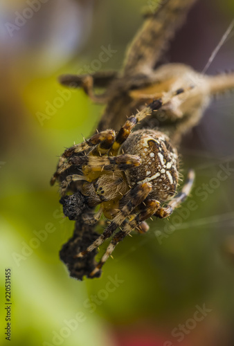 Garden Cross Spider - Araneus diadematus