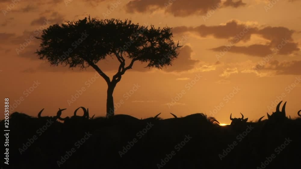 Sun disappears behind the backs of resting wildebeest. Sun disappears behind the backs of resting wildebeest.