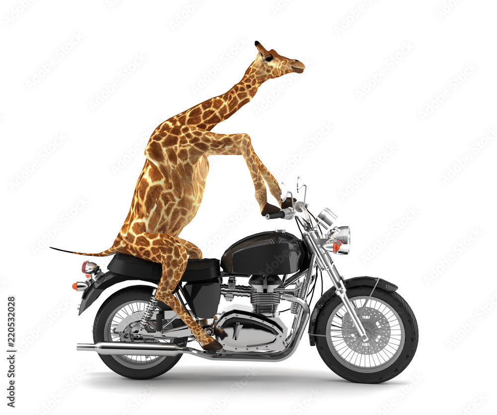 Fototapeta premium Przycięta żyrafa na motocyklu