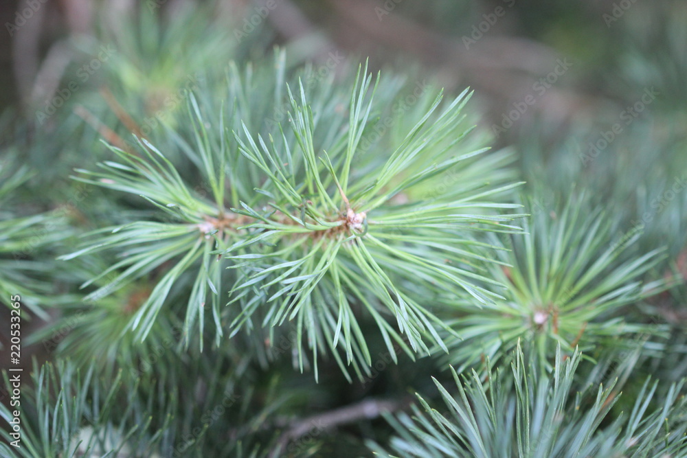 Tree pine, green, nature, flora Tree pine, green, nature, flora