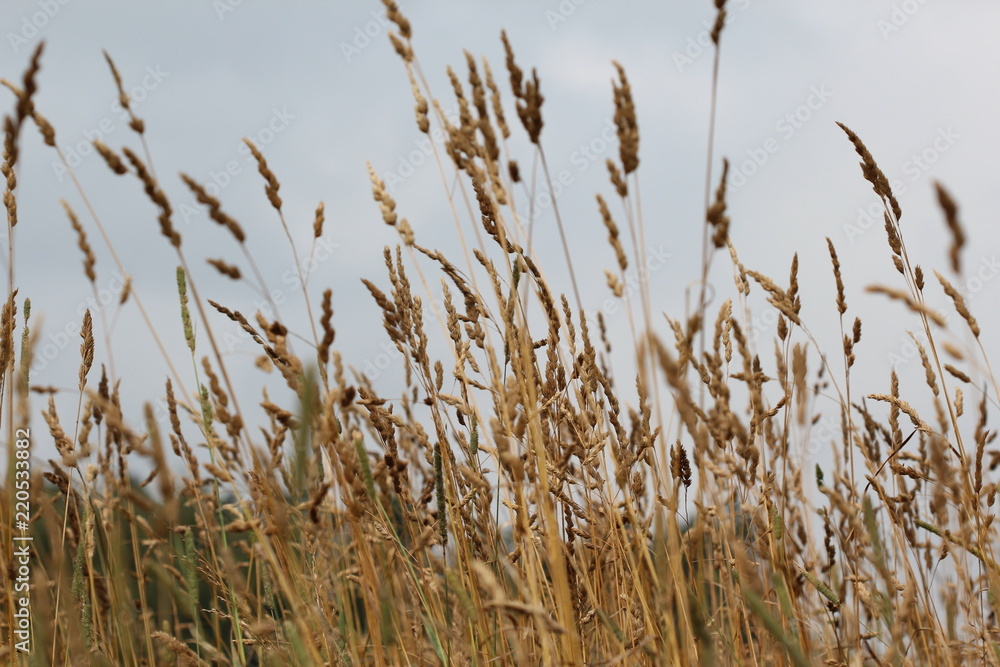 Fototapeta Grass, field, nature, plant