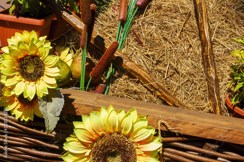 Fototapeta Naklejka Na Ścianę i Meble -  Autumn antique wagon with pumpkins and sunflower.