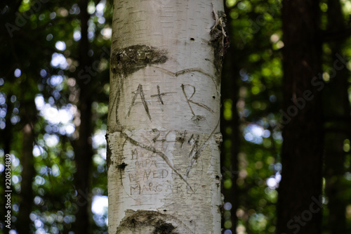 Fototapeta Naklejka Na Ścianę i Meble -  A+R. A carving on a tree trunk. 