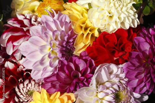 Fototapeta Naklejka Na Ścianę i Meble -  bunte Dahlien