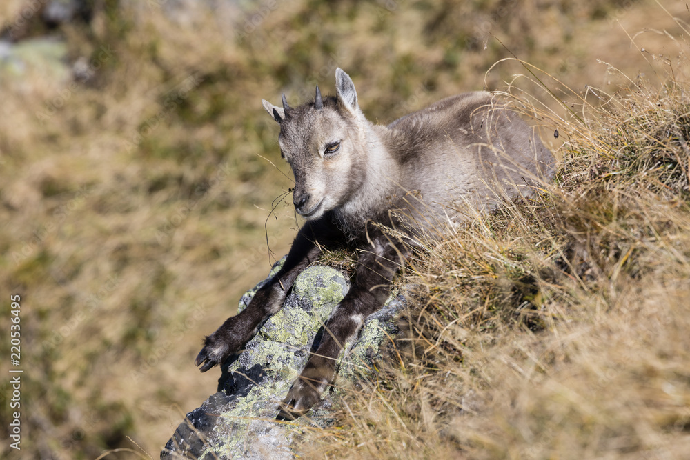 Young Ibex sits in the dry grass on a beautiful autumn day on the Niederhorn in the Bernese Oberland in Switzerland Young Ibex sits in the dry grass on a beautiful autumn day on the Niederhorn in the Bernese Oberland in Switzerland