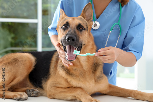 Doctor cleaning dog's teeth with toothbrush indoors. Pet care