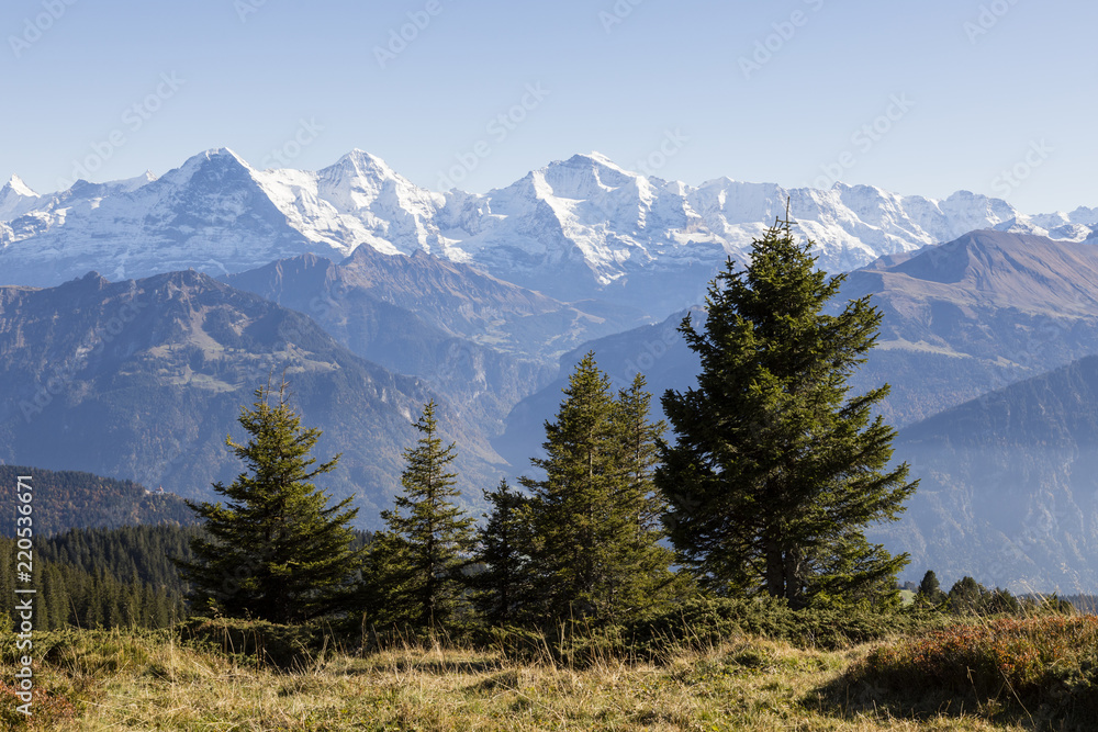 Fototapeta premium Autumn alpine landscape on the Niederhorn in the Bernese Oberland in Switzerland with Eiger, Moench and Jungfrau in the background