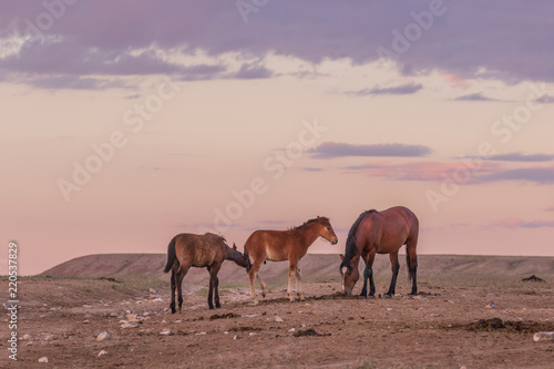 Wild Horses in a Utah Sunrise