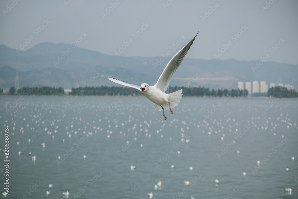 Brown-headed gull in kunming