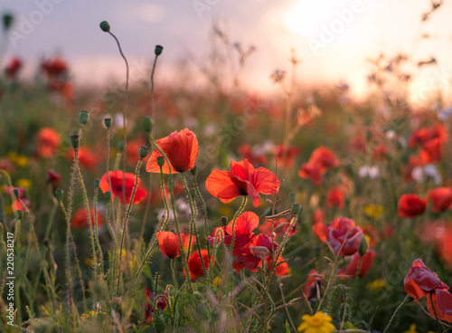 Fototapeta Naklejka Na Ścianę i Meble -  A field of poppy flowers at sunset